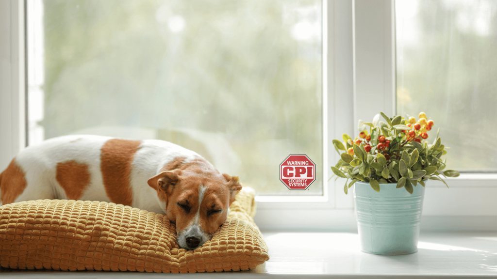 Puppy sleeping by window