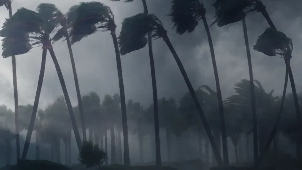 Palm Trees in a storm